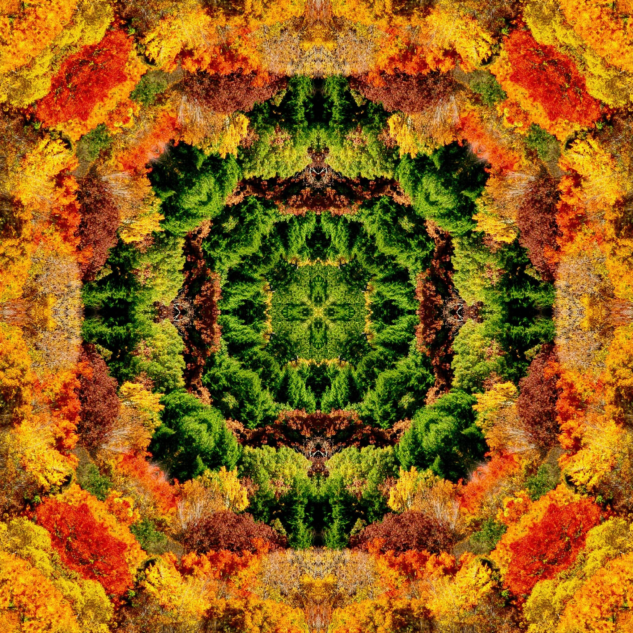 FALL SYMMETREE MANDALA