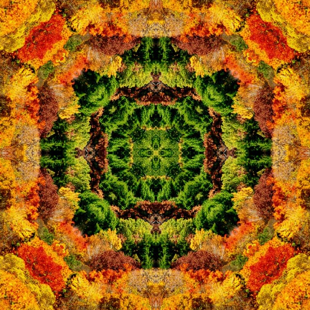 FALL SYMMETREE MANDALA