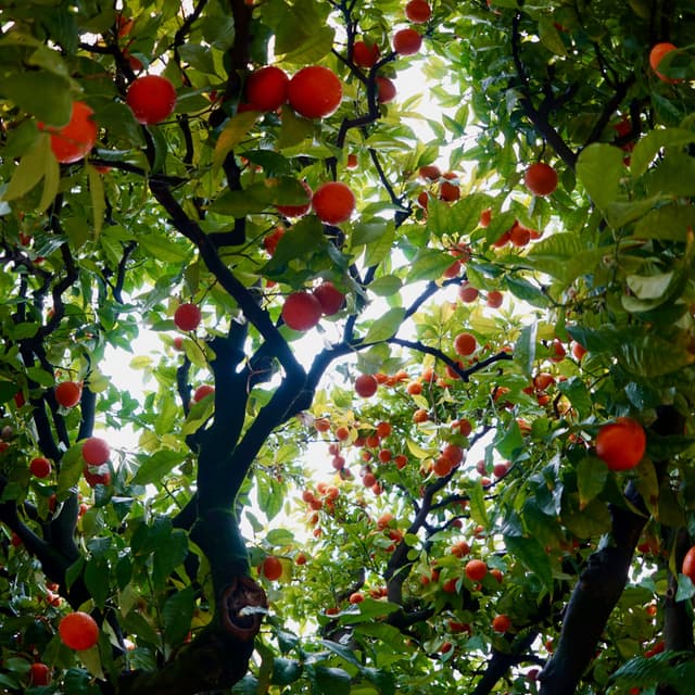 ORANGE TREE