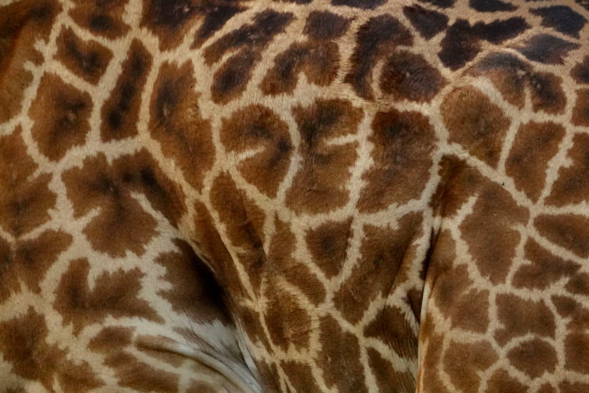 GIRAFFE SKIN