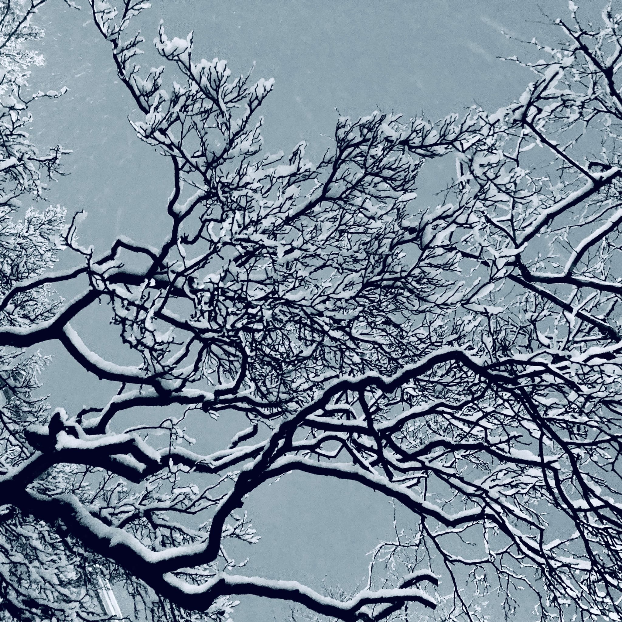 SNOW TREE