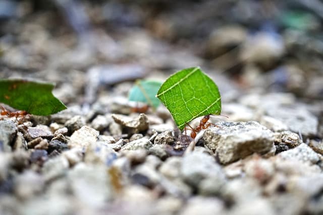 LEAF CUTTERS