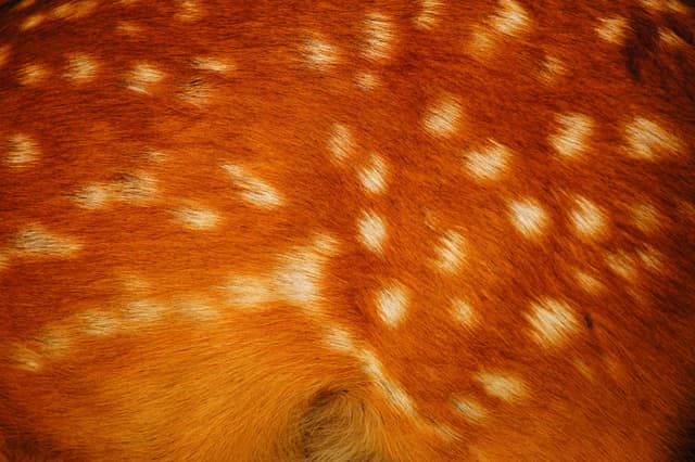 DEER FUR